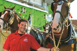 UIS Alumni with clydesdale horse