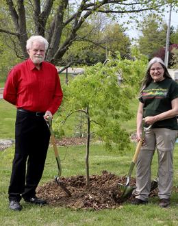 UIS plants the first of 1,000 donated Japanese maple trees on campus